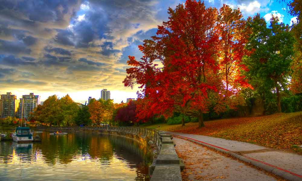 Maple trees in Stanley Park, BC, turning into fall colours.